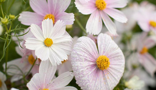 Flower of the Week: Cosmos