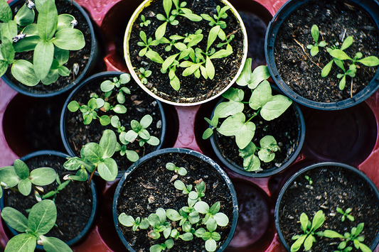 How to Grow an Herb Garden