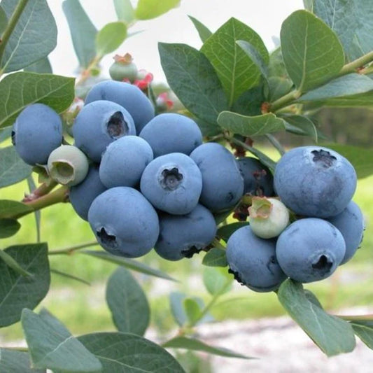 Blueberry Blueray