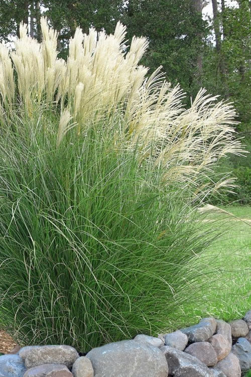 Miscanthus Gracillimus Grass