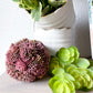 4" Pink Sedum Ball