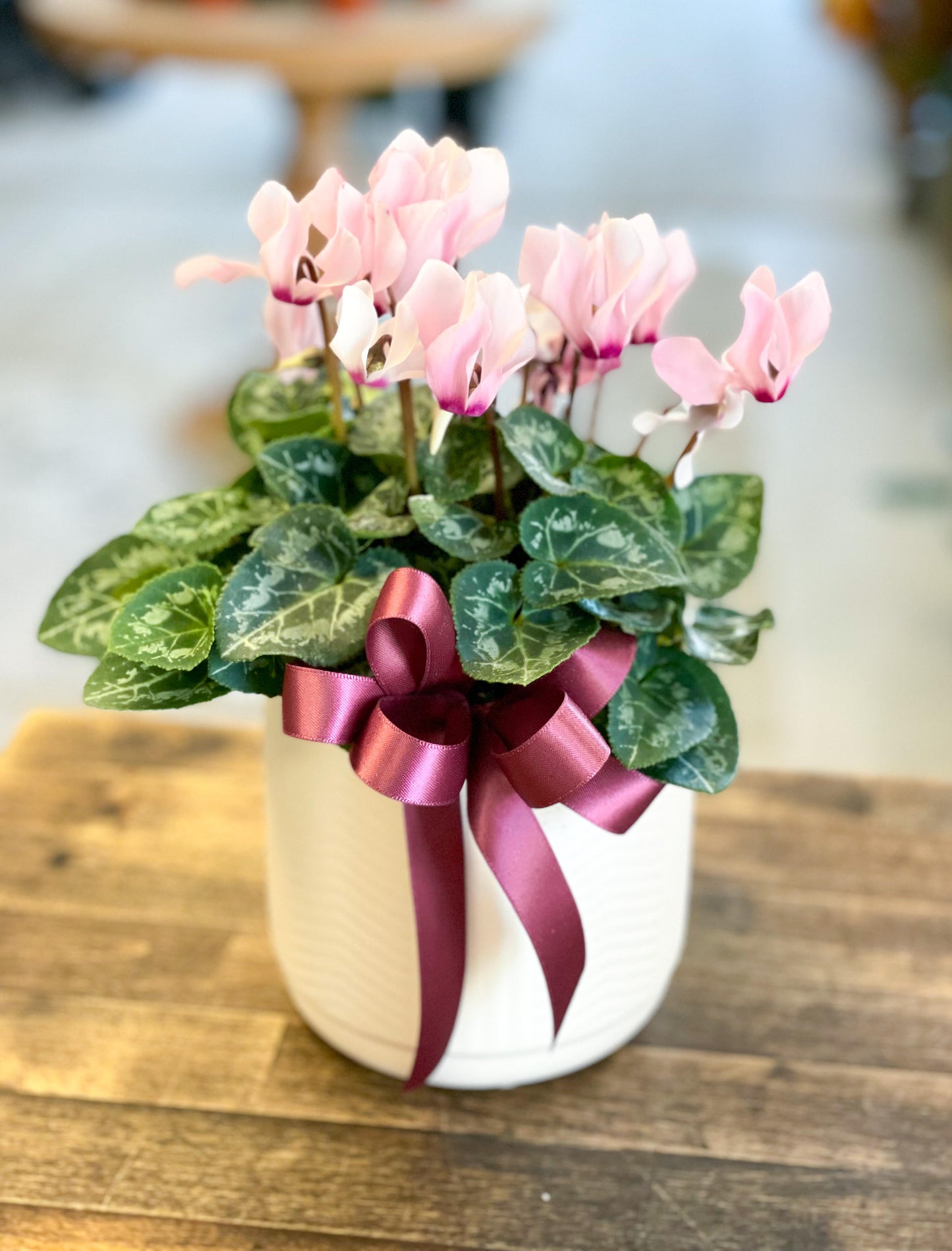 Beautiful Blooming Potted Plant